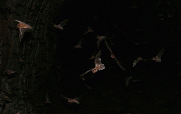 Out of the darkness there's a rush of wings 