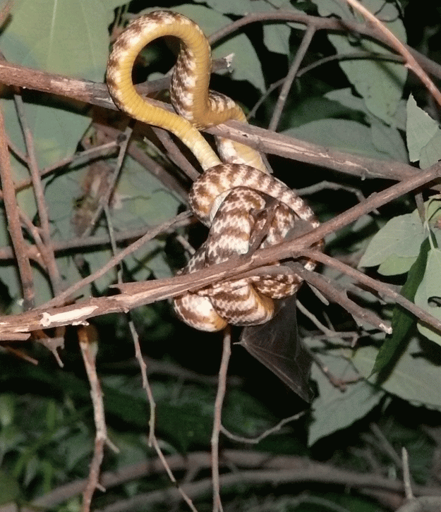 A python strikes (look closely for the bat wing as it swallows its prey).